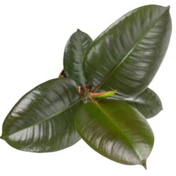 Grünpflanzen Trend-Mix Für Halbschattig/schattige Standorte, Topf 12 Cm Ø -Compo Verkaufsgeschäft 0220150064 3