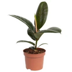 Grünpflanzen Trend-Mix Für Halbschattig/schattige Standorte, Topf 12 Cm Ø -Compo Verkaufsgeschäft 0220150064 5