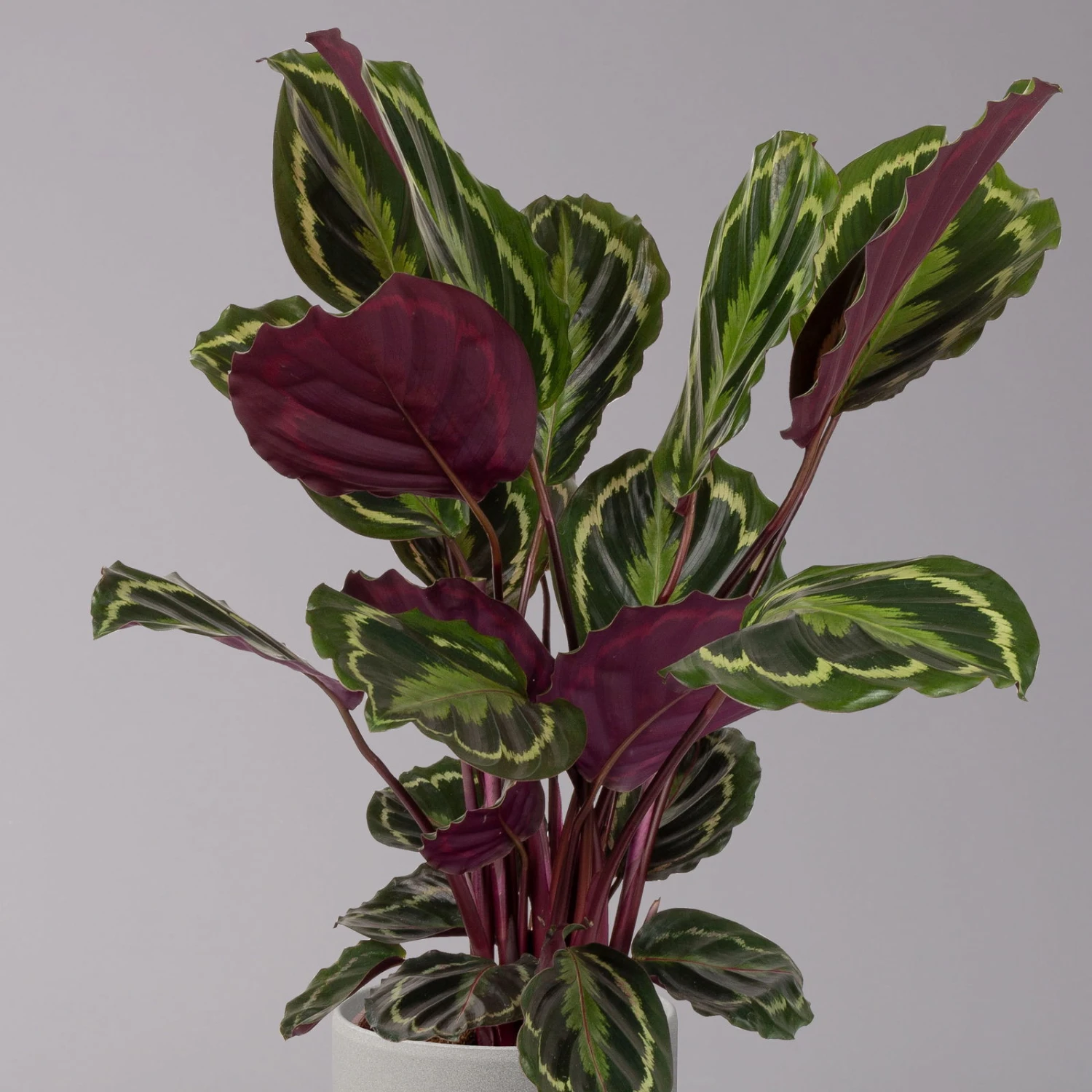 Calathea 'Medallion', Topf-Ø 19 Cm, Höhe Ca. 85 Cm 2 Calathea 'Medallion', Topf-Ø 19 Cm, Höhe Ca. 85 Cm - Image 2