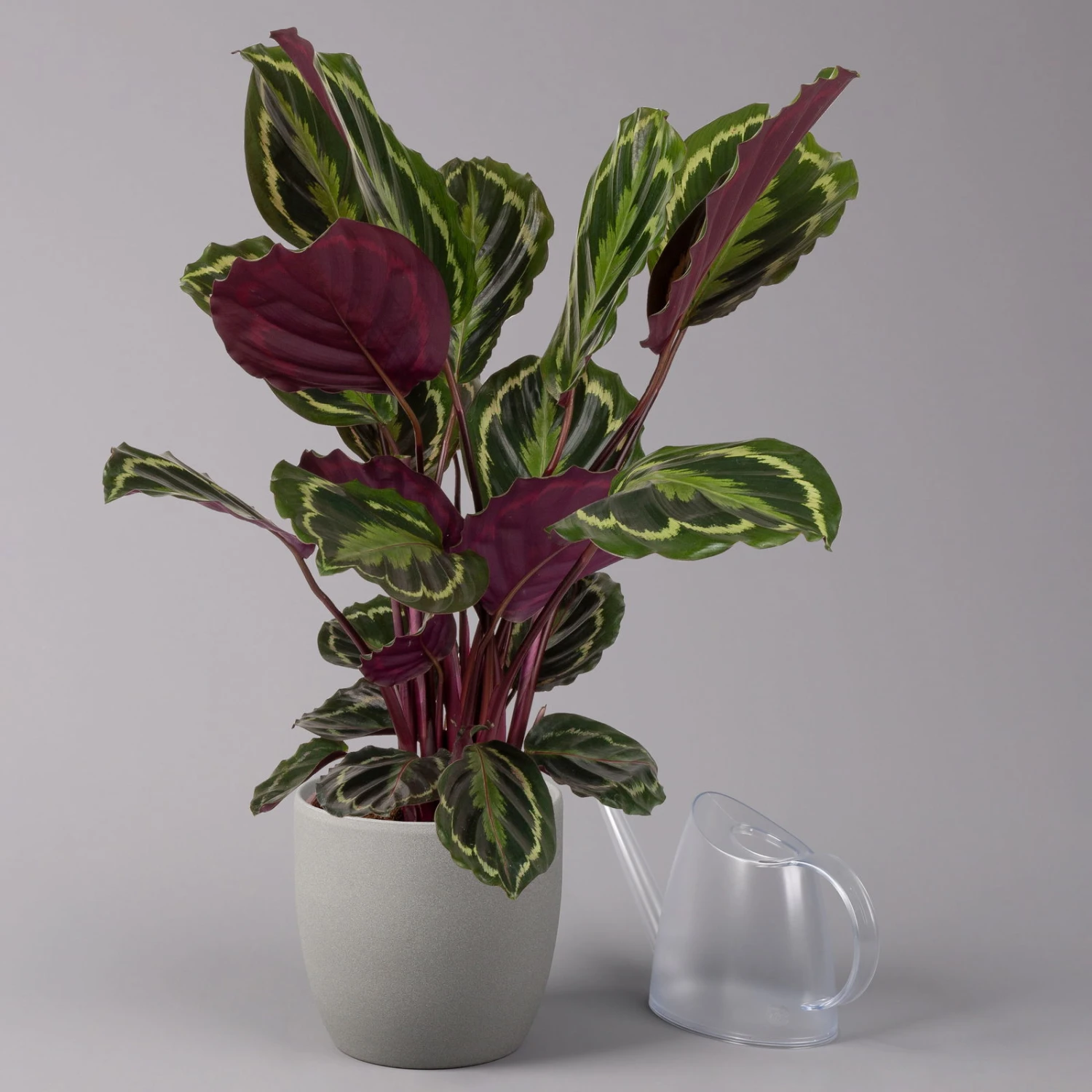 Calathea 'Medallion', Topf-Ø 19 Cm, Höhe Ca. 85 Cm 3 Calathea 'Medallion', Topf-Ø 19 Cm, Höhe Ca. 85 Cm - Image 3