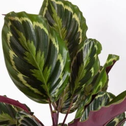 Calathea 'Medallion', Topf-Ø 19 Cm, Höhe Ca. 85 Cm 9 Calathea 'Medallion', Topf-Ø 19 Cm, Höhe Ca. 85 Cm -Compo Verkaufsgeschäft 0220160008 Calathea Medaillon 19cm 4 109550