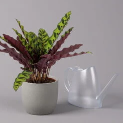 Calathea Lancifolia, Topf-Ø 14 Cm, Höhe Ca. 30-50 Cm -Compo Verkaufsgeschäft 0220160028 Calathea lancifolia 14cm 3