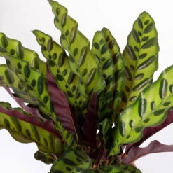 Calathea Lancifolia, Topf-Ø 14 Cm, Höhe Ca. 30-50 Cm -Compo Verkaufsgeschäft 0220160028 Calathea lancifolia 14cm 4