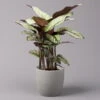 Calathea Majestica 'Whitestar', Topf-Ø 19 Cm, Höhe Ca. 60-80 Cm -Compo Verkaufsgeschäft 0220160078 Calathea majestica Whitestar 1