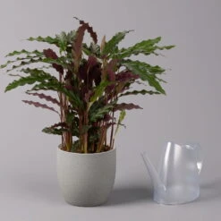 Calathea Rufibarba 'Elger Grass', Topf-Ø 17 Cm, Höhe Ca. 65 Cm -Compo Verkaufsgeschäft 0220160130 Calathea Elgergras 17cm 3