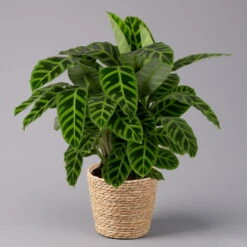 Calathea Zebrina Mit Dekokorb Osaka, Topf-Ø 19 Cm, Höhe Ca. 65 Cm