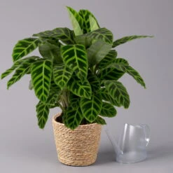 Calathea Zebrina Mit Dekokorb Osaka, Topf-Ø 19 Cm, Höhe Ca. 65 Cm -Compo Verkaufsgeschäft 0220160140 Calathea zebrina im Dekokorb Osaka 3