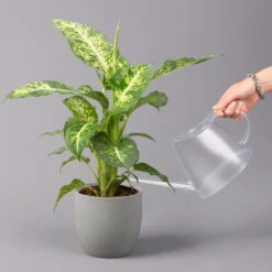 Dieffenbachie 'Mars', Topf-Ø 17cm, Höhe Ca. 50-60 Cm -Compo Verkaufsgeschäft 0220170044 Dieffenbachia Mars 17 cm 3