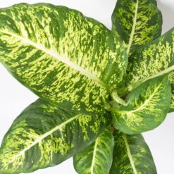 Dieffenbachie 'Mars' Inkl. Topf Tusca Weiß, Topf-Ø17cm, Höhe Ca. 50-60 Cm -Compo Verkaufsgeschäft 0220170044 Dieffenbachia Mars 17 cm 4 1