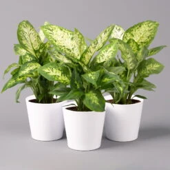 Dieffenbachie 'Compacta' Mit Keramiktopf Dallas Weiß, Topf-Ø12cm, 3er-Set