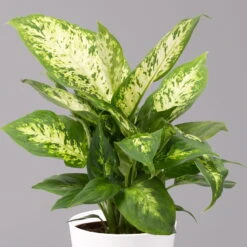 Dieffenbachie 'Compacta' Mit Keramiktopf Dallas Weiß, Topf-Ø12cm, 3er-Set -Compo Verkaufsgeschäft 0220170084 Dieffenbachia Compacta mit Topf Dallas weiss 2