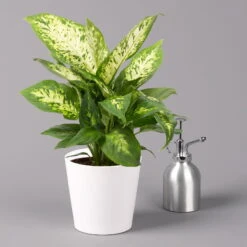 Dieffenbachie 'Compacta' Mit Keramiktopf Dallas Weiß, Topf-Ø12cm, 3er-Set -Compo Verkaufsgeschäft 0220170084 Dieffenbachia Compacta mit Topf Dallas weiss 3