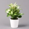 Dieffenbachie 'Cool Beauty' Mit Keramiktopf Dallas Weiß,Topf-Ø12cm,Höhe Ca.25 Cm -Compo Verkaufsgeschäft 0220170090 Dieffenbachia Cool Beauty Dallas weiss 12