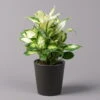 Dieffenbachie 'Cool Beauty' Mit Keramiktopf Dallas Anthrazit, Topf-Ø12cm -Compo Verkaufsgeschäft 0220170091 Dieffenbachia Cool Beauty Dallas anthrazit 12