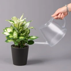 Dieffenbachie 'Cool Beauty' Mit Keramiktopf Dallas Anthrazit, Topf-Ø12cm 9 Dieffenbachie 'Cool Beauty' Mit Keramiktopf Dallas Anthrazit, Topf-Ø12cm -Compo Verkaufsgeschäft 0220170091 Dieffenbachia Cool Beauty Dallas anthrazit 32