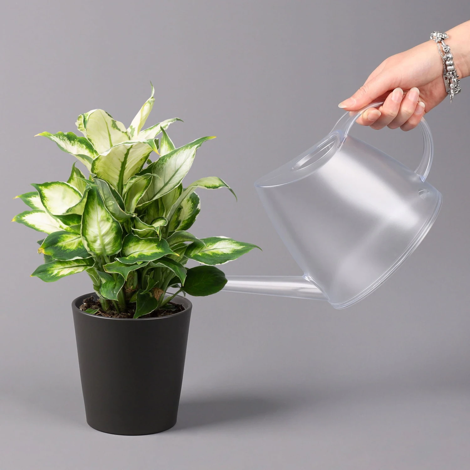 Dieffenbachie 'Cool Beauty' Mit Keramiktopf Dallas Anthrazit, Topf-Ø12cm 3 Dieffenbachie 'Cool Beauty' Mit Keramiktopf Dallas Anthrazit, Topf-Ø12cm - Image 3