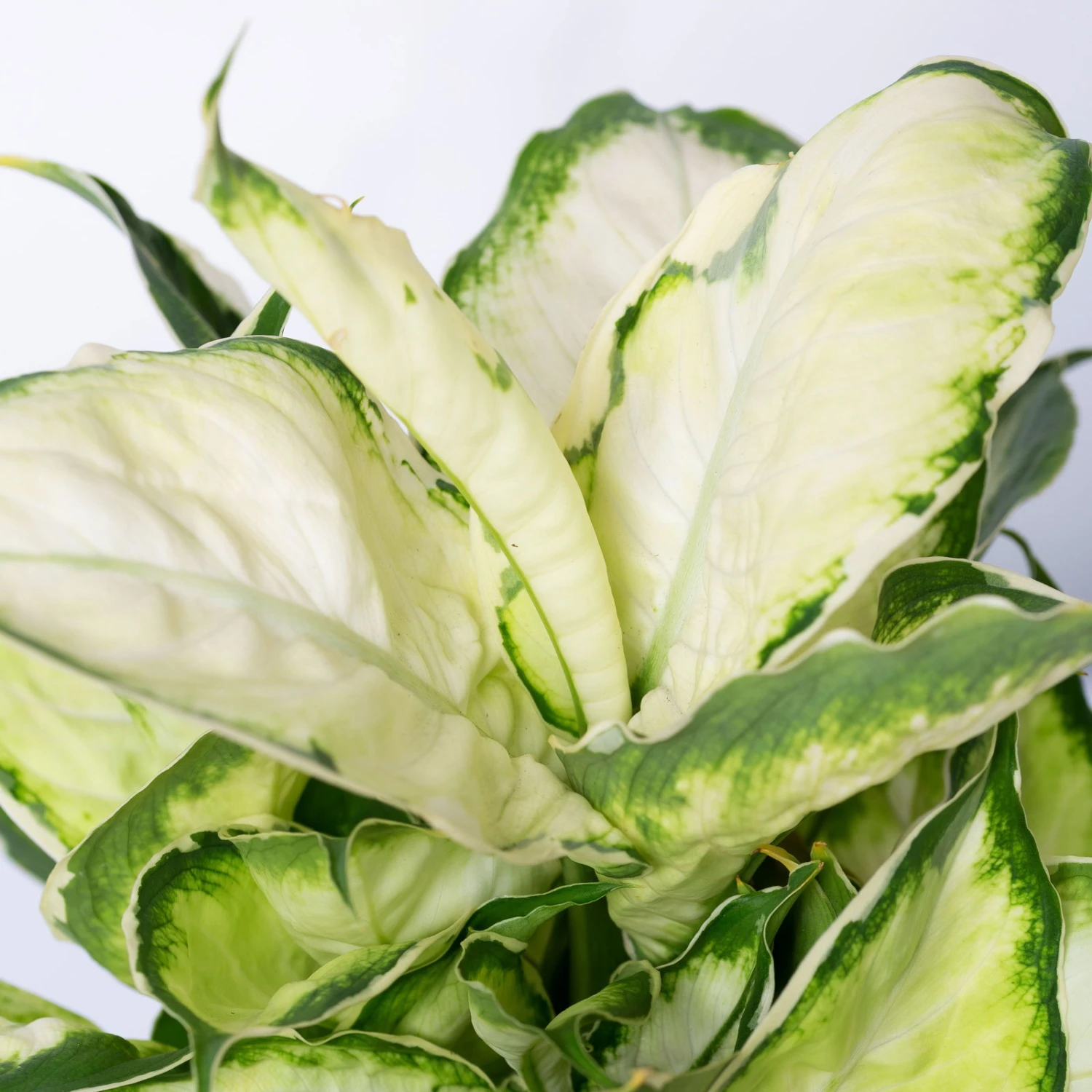 Dieffenbachie 'Cool Beauty' Mit Keramiktopf Dallas Anthrazit, Topf-Ø12cm 4 Dieffenbachie 'Cool Beauty' Mit Keramiktopf Dallas Anthrazit, Topf-Ø12cm - Image 4