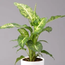 Dieffenbachie 'Mars' Inkl. Topf Tusca Weiß, Topf-Ø17cm, Höhe Ca. 50-60 Cm -Compo Verkaufsgeschäft 0220170096 Dieffenbachia Mars im Topf Tusca 17cm 2