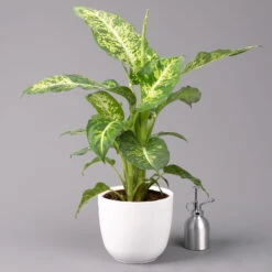 Dieffenbachie 'Mars' Inkl. Topf Tusca Weiß, Topf-Ø17cm, Höhe Ca. 50-60 Cm -Compo Verkaufsgeschäft 0220170096 Dieffenbachia Mars im Topf Tusca 17cm 3