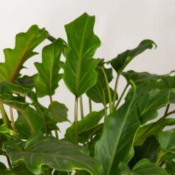 Philodendron Xanadu Im Korb Gaby Natur, Topf-Ø 21 Cm, Höhe Ca. 30-50 Cm -Compo Verkaufsgeschäft 0220180137 Philoderndron Xanandu im Dekokorb Gaby T21 WS 3