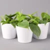 Philodendron Scandens In Keramiktopf Weiß, Topf-Ø 12 Cm, Höhe Ca. 20 Cm, 3er-Set -Compo Verkaufsgeschäft 0220180189 Philo scandens inkl Topf Dallas weiss2