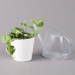 Scindapsus Pictus 'Argyraeus' In Keramitopf Dallas Weiß, Topf-Ø 12 Cm, 2er-Set 10 Scindapsus Pictus 'Argyraeus' In Keramitopf Dallas Weiß, Topf-Ø 12 Cm, 2er-Set -Compo Verkaufsgeschäft 0220180197 Scind pict Argyraeus Topf Dallas weiss 1