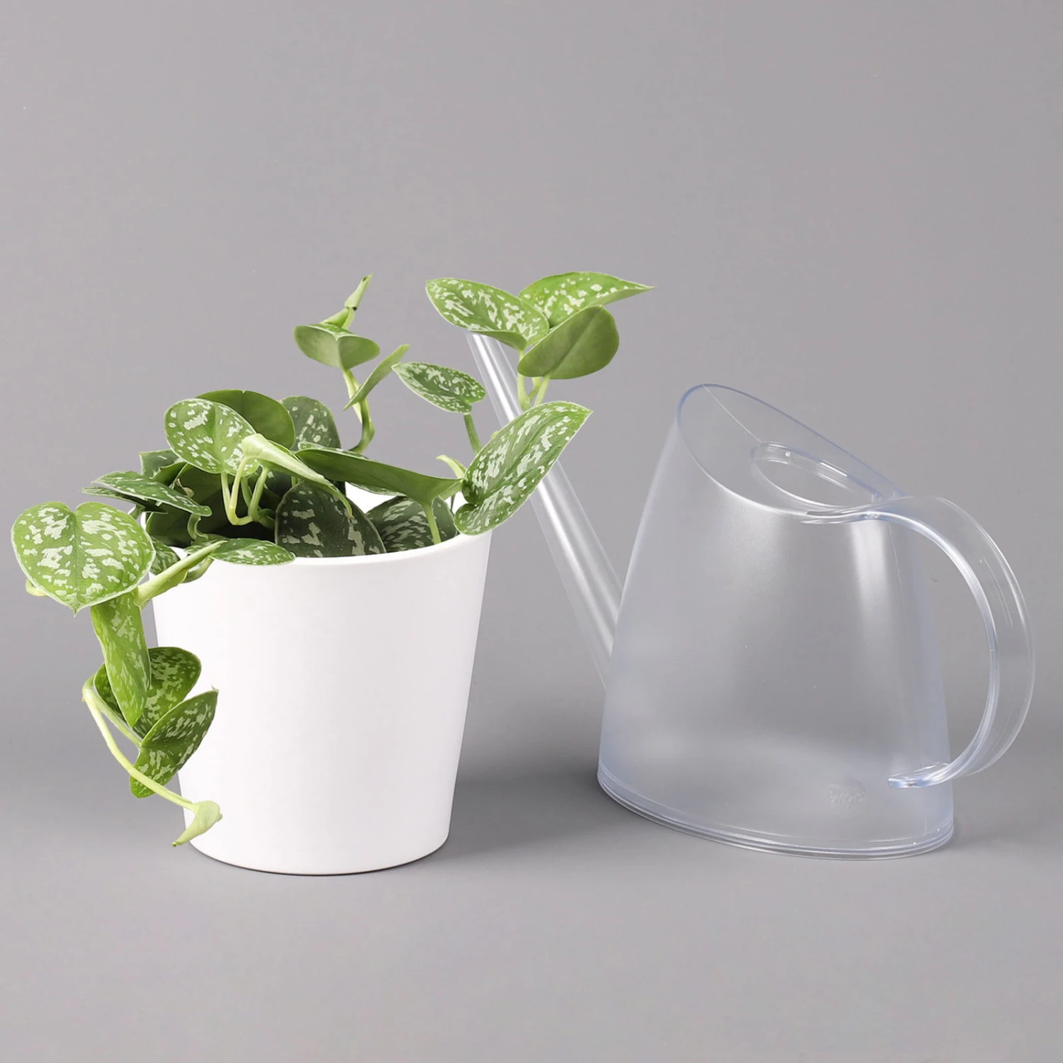 Scindapsus Pictus 'Argyraeus' In Keramitopf Dallas Weiß, Topf-Ø 12 Cm, 2er-Set 4 Scindapsus Pictus 'Argyraeus' In Keramitopf Dallas Weiß, Topf-Ø 12 Cm, 2er-Set - Image 4