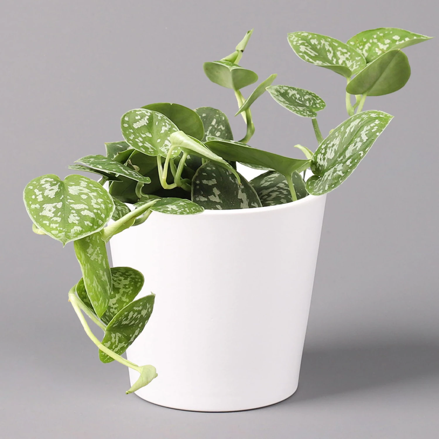 Scindapsus Pictus 'Argyraeus' In Keramitopf Dallas Weiß, Topf-Ø 12 Cm, 2er-Set 2 Scindapsus Pictus 'Argyraeus' In Keramitopf Dallas Weiß, Topf-Ø 12 Cm, 2er-Set - Image 2
