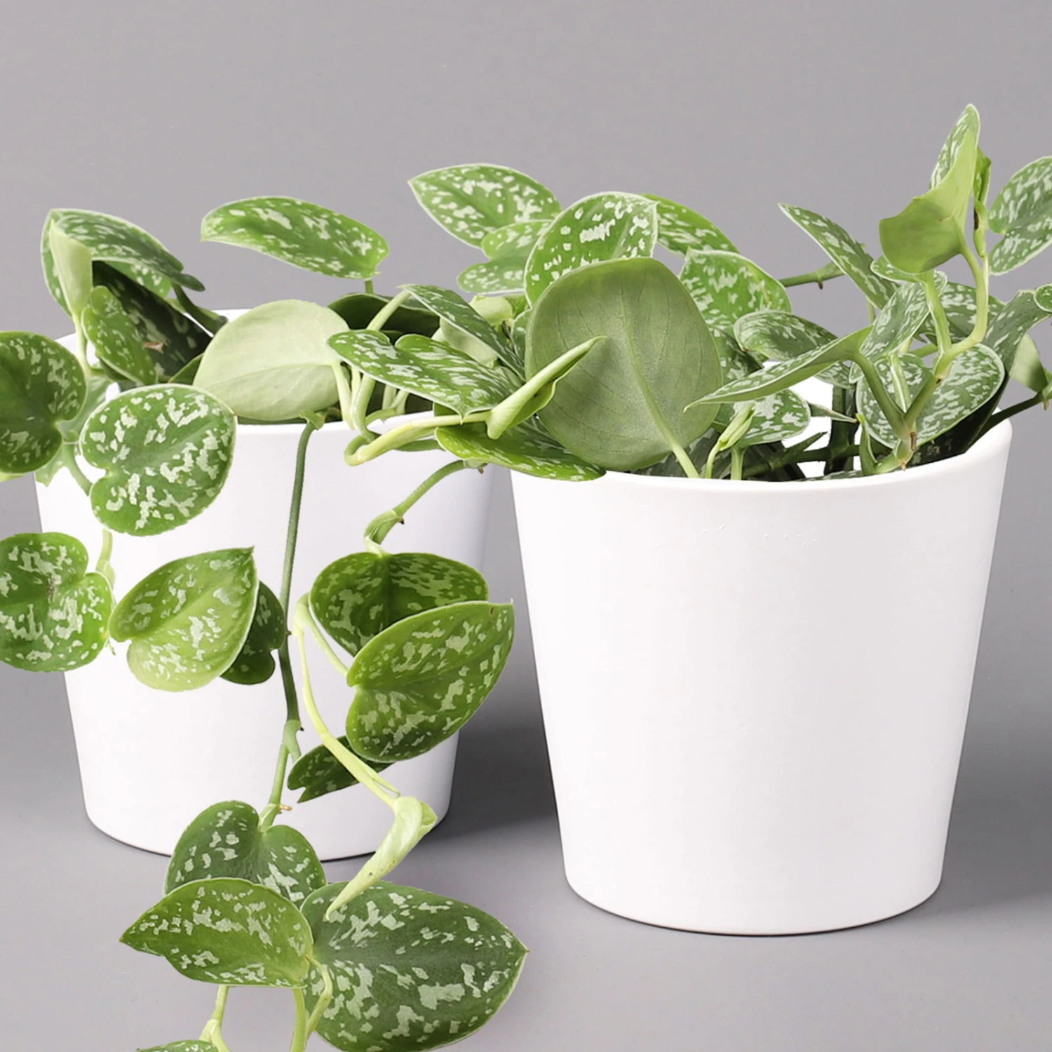 Scindapsus Pictus 'Argyraeus' In Keramitopf Dallas Weiß, Topf-Ø 12 Cm, 2er-Set 1 Scindapsus Pictus 'Argyraeus' In Keramitopf Dallas Weiß, Topf-Ø 12 Cm, 2er-Set