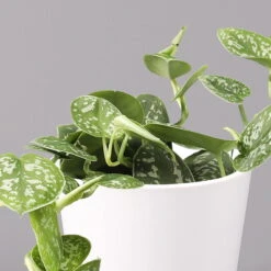 Scindapsus Pictus 'Argyraeus' In Keramitopf Dallas Weiß, Topf-Ø 12 Cm, 2er-Set 9 Scindapsus Pictus 'Argyraeus' In Keramitopf Dallas Weiß, Topf-Ø 12 Cm, 2er-Set -Compo Verkaufsgeschäft 0220180197 Scind pict Argyraeus Topf Dallas weiss 3