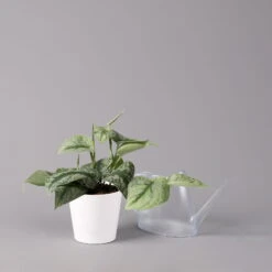 Scindapsus Pictus 'Trebie' In Keramiktopf Dallas Weiß, Topf-Ø 12 Cm -Compo Verkaufsgeschäft 0220180202 Scindapsus pictus Trebie mit Dallas weiss 12cm WS 3