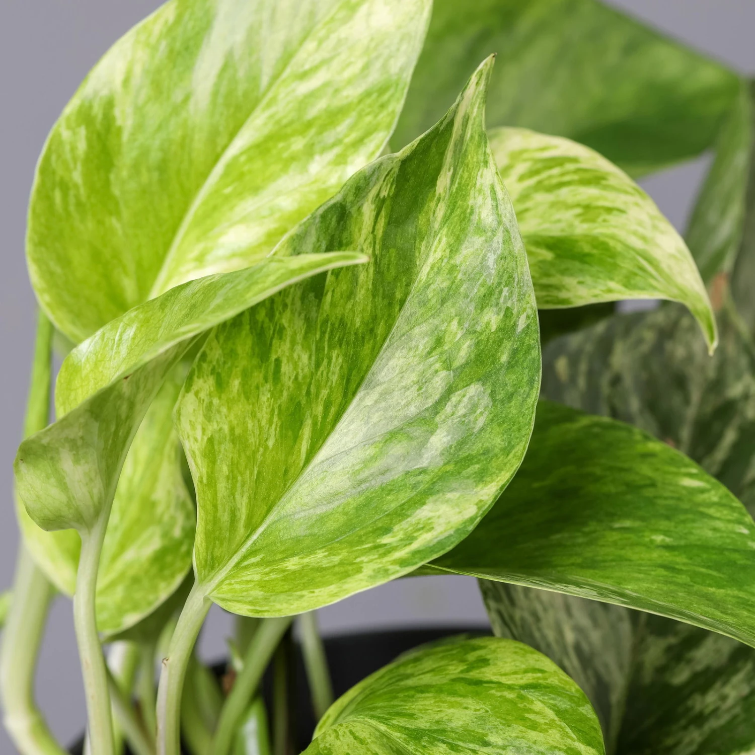 Efeutute 'Marble Queen' Inkl. Übertopf Vibes Blau, Topf-Ø 12 Cm, Höhe Ca. 15 Cm 3 Efeutute 'Marble Queen' Inkl. Übertopf Vibes Blau, Topf-Ø 12 Cm, Höhe Ca. 15 Cm - Image 3