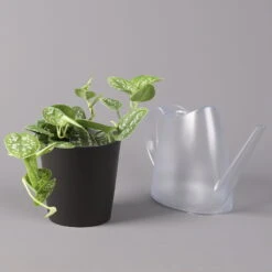 Gefleckte Efeutute 'Argyraeus, Inkl. Keramitopf Dallas Anthrazit, Topf 12 Cm Ø -Compo Verkaufsgeschäft 0220180212 Scind pict Argyraeus Topf Dallas anthrazit 3