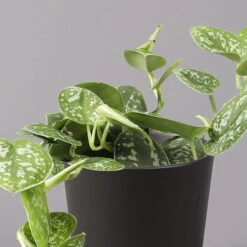 Gefleckte Efeutute 'Argyraeus, In Keramiktopf Anthrazit, Topf-Ø 12cm, 2er-Set -Compo Verkaufsgeschäft 0220180213 Scind pict Argyraeus Topf Dallas anthrazit 2