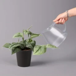 Gefleckte Efeutute 'Trebie' In Keramiktopf Dallas Anthrazit, Topf-Ø 12 Cm -Compo Verkaufsgeschäft 0220180215 Scindapsus pictus Trebie mit Dallas anth 12cm WS 4