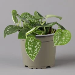 Scindapsus Pictus 'Trebie', Topf-Ø 12 Cm, Höhe Ca. 20 Cm, 3er-Set -Compo Verkaufsgeschäft 0220180289 scindapsus pictus trebie 2 123837