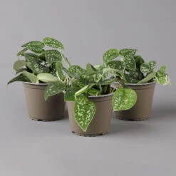 Scindapsus Pictus 'Trebie', Topf-Ø 12 Cm, Höhe Ca. 20 Cm, 3er-Set