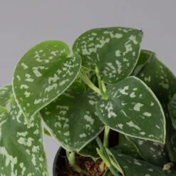 Scindapsus Pictus 'Trebie', Topf-Ø 12 Cm, Höhe Ca. 20 Cm, 3er-Set -Compo Verkaufsgeschäft 0220180289 scindapsus pictus trebie 123836