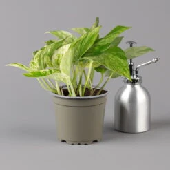 Efeutute 'Marble Queen' Inkl. Übertopf Vibes Blau, Topf-Ø 12 Cm, Höhe Ca. 15 Cm 10 Efeutute 'Marble Queen' Inkl. Übertopf Vibes Blau, Topf-Ø 12 Cm, Höhe Ca. 15 Cm -Compo Verkaufsgeschäft 0220180373 0220180374 0220180375 0220180376 Epipremnum Marble queen 125502