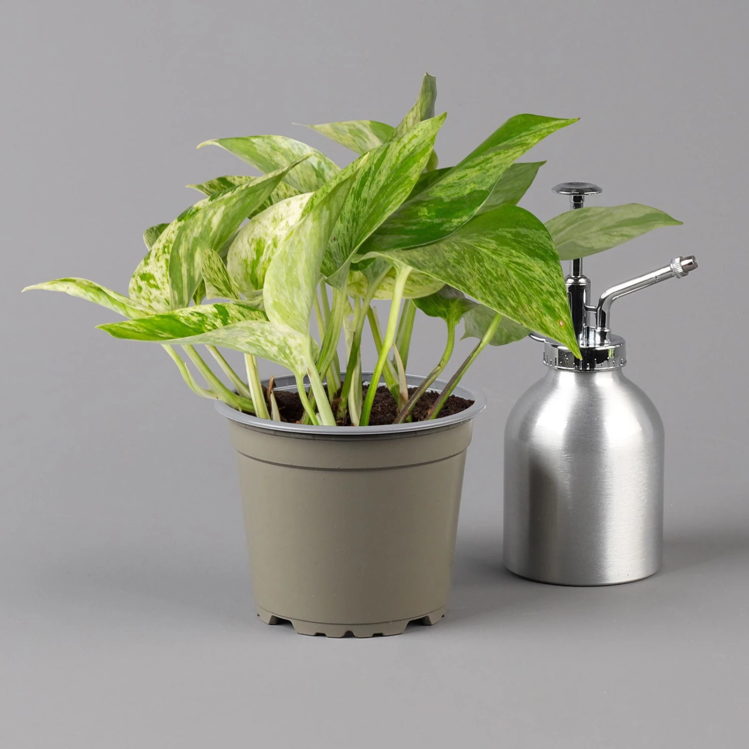 Efeutute 'Marble Queen' Inkl. Übertopf Vibes Blau, Topf-Ø 12 Cm, Höhe Ca. 15 Cm 2 Efeutute 'Marble Queen' Inkl. Übertopf Vibes Blau, Topf-Ø 12 Cm, Höhe Ca. 15 Cm - Image 2