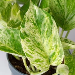 Efeutute 'Marble Queen' Inkl. Übertopf Vibes Blau, Topf-Ø 12 Cm, Höhe Ca. 15 Cm 12 Efeutute 'Marble Queen' Inkl. Übertopf Vibes Blau, Topf-Ø 12 Cm, Höhe Ca. 15 Cm -Compo Verkaufsgeschäft 0220180373 0220180374 0220180375 0220180376 Epipremnum Marble queen 7 124941