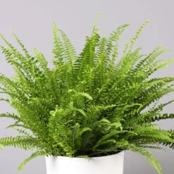 Titelseite 11 Titelseite -Compo Verkaufsgeschäft 0220190112 Nephrolepis exaltata im Topf Tusca T17 WS 1 Ausschnitt