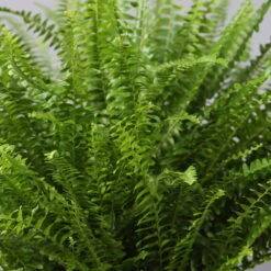 Schwertfarn In Topf Tusca, Topf-Ø 17 Cm, Höhe Ca. 30 - 45 Cm -Compo Verkaufsgeschäft 0220190112 Nephrolepis exaltata im Topf Tusca T17 WS 6