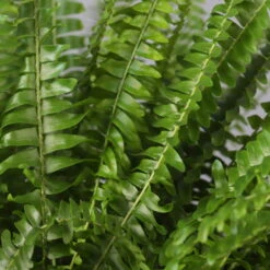 Schwertfarn In Topf Tusca, Topf-Ø 17 Cm, Höhe Ca. 30 - 45 Cm -Compo Verkaufsgeschäft 0220190112 Nephrolepis exaltata im Topf Tusca T17 WS 9