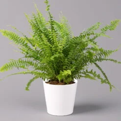 Titelseite 19 Titelseite -Compo Verkaufsgeschäft 0220190124 Nephrolep Green Lady Dallas weiss 1 1