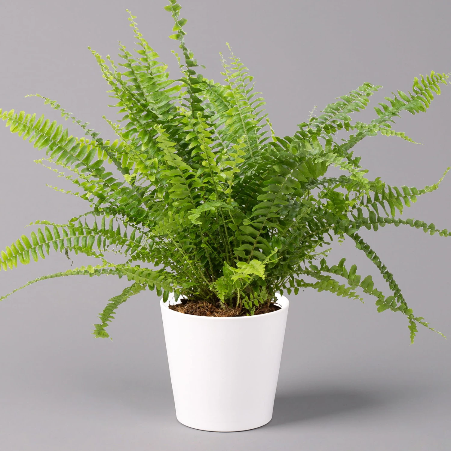Schwertfarn 'Green Lady' In Keramiktopf Weiß, Topf-Ø12cm, Höhe Ca 35 Cm, 3er-Set 2 Schwertfarn 'Green Lady' In Keramiktopf Weiß, Topf-Ø12cm, Höhe Ca 35 Cm, 3er-Set - Image 2