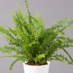 Schwertfarn 'Green Lady' In Keramiktopf Weiß, Topf-Ø12cm, Höhe Ca 35 Cm, 3er-Set 10 Schwertfarn 'Green Lady' In Keramiktopf Weiß, Topf-Ø12cm, Höhe Ca 35 Cm, 3er-Set -Compo Verkaufsgeschäft 0220190124 Nephrolep Green Lady Dallas weiss 2 1