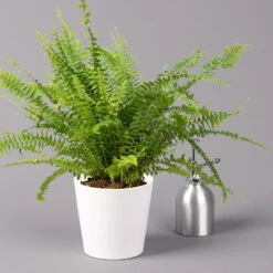 Schwertfarn 'Green Lady' Mit Keramiktopf Dallas Weiß, Topf-Ø12cm, Höhe Ca. 35 Cm -Compo Verkaufsgeschäft 0220190124 Nephrolep Green Lady Dallas weiss 3