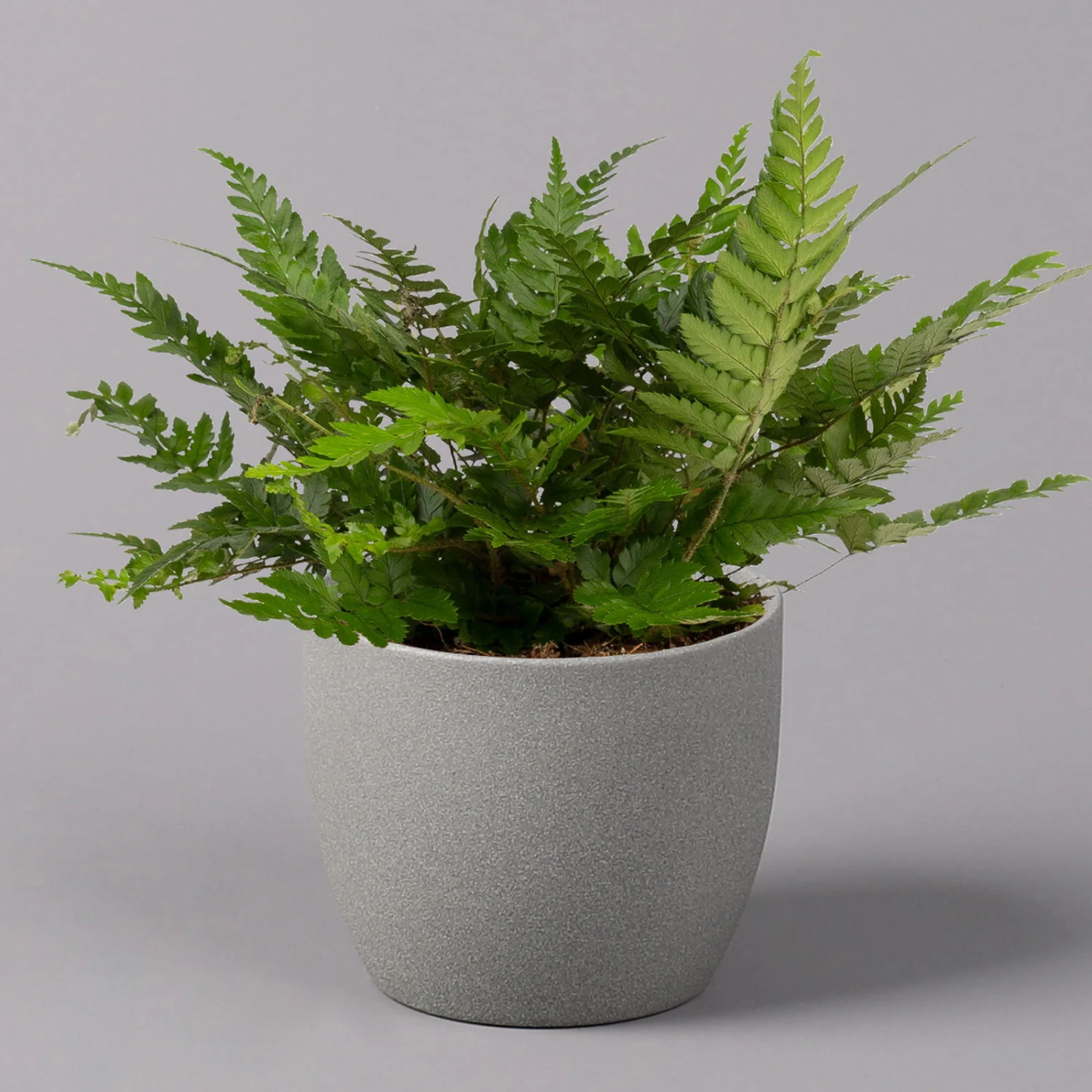 Polystichum Tsus-simense 'Biaristatum', Topf-Ø 12 Cm, Höhe Ca. 23 Cm, 3er-Set 2 Polystichum Tsus-simense 'Biaristatum', Topf-Ø 12 Cm, Höhe Ca. 23 Cm, 3er-Set - Image 2