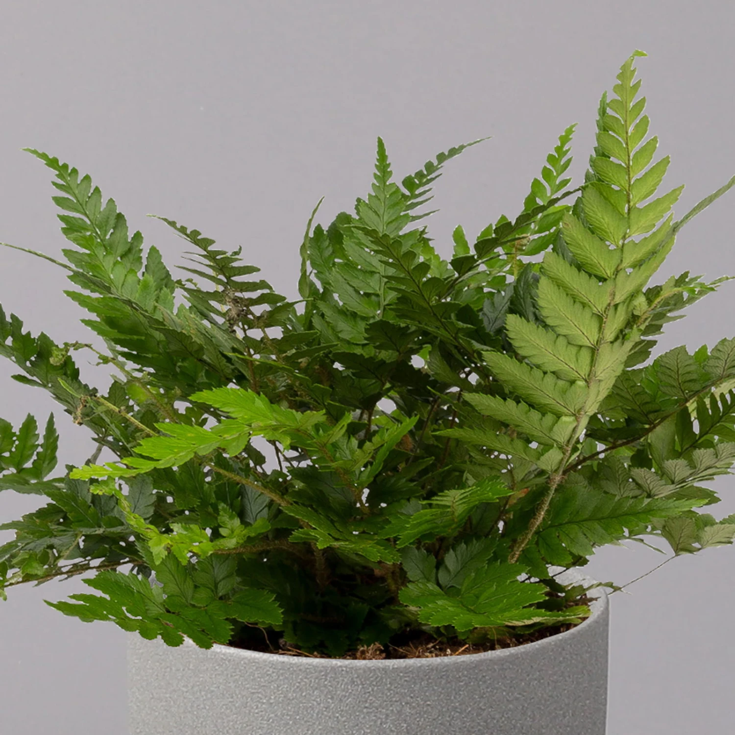 Polystichum Tsus-simense 'Biaristatum', Topf-Ø 12 Cm, Höhe Ca. 23 Cm, 3er-Set 3 Polystichum Tsus-simense 'Biaristatum', Topf-Ø 12 Cm, Höhe Ca. 23 Cm, 3er-Set - Image 3